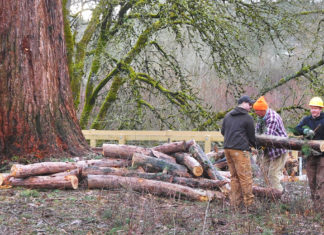 Fanno Creek Loses a Tree Fanno Creek Tree