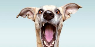 Pet food is big business tigard pet