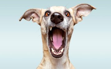 Pet food is big business tigard pet