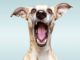Pet food is big business tigard pet