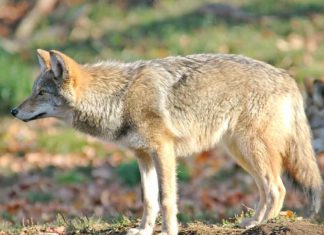 Coyotes in Tigard parks and wetlands Coyote