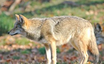 Coyotes in Tigard parks and wetlands Coyote