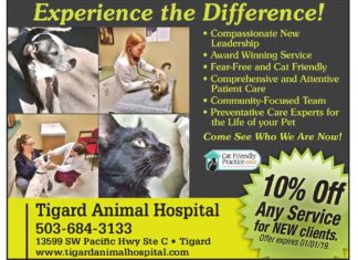 Diabetes in Cats and Dogs