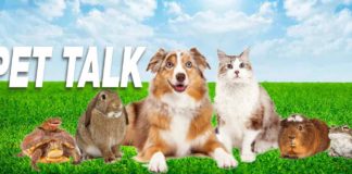 Coping with Losing a Pet