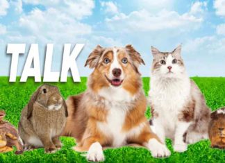 Pet Talk: November 2021