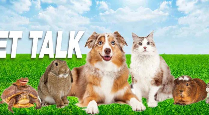 Coping with Losing a Pet