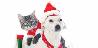 Food Variety For Your Cats & Dogs: Is It The “Spice of Life”?