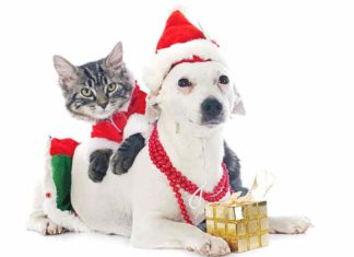 Food Variety For Your Cats & Dogs: Is It The “Spice of Life”?