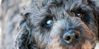 Pets Aging Gracefully