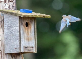 Expecting a great turnout of bluebirds and call for volunteers Female arrives, aiming for box opening.