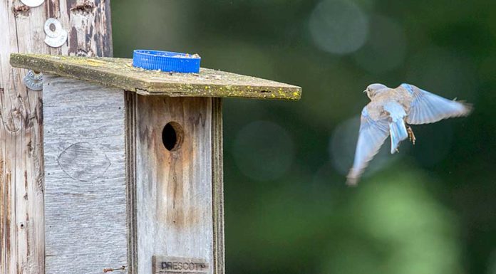 Expecting a great turnout of bluebirds and call for volunteers Female arrives, aiming for box opening.