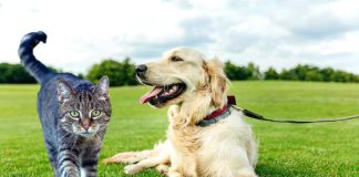 CBD Pet Products: Are they worthy of the hype?