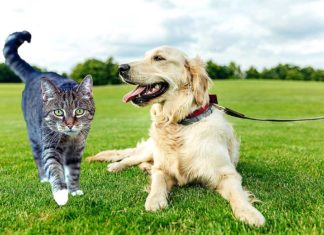 CBD Pet Products: Are they worthy of the hype?