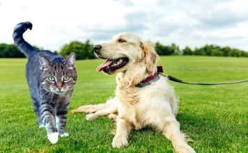 CBD Pet Products: Are they worthy of the hype?