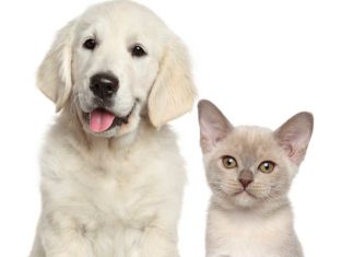 So You Want to Get a Puppy/Kitten? cat, dog, buying pets
