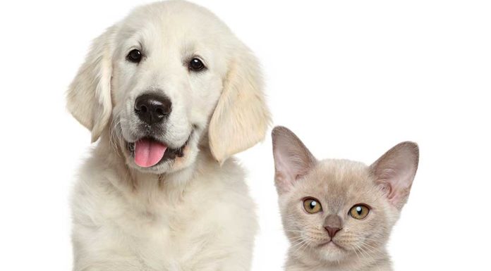 So You Want to Get a Puppy/Kitten? cat, dog, buying pets