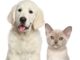 So You Want to Get a Puppy/Kitten? cat, dog, buying pets