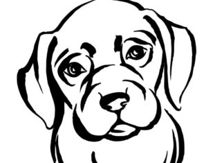 The Most Common Pet Questions We Hear dog