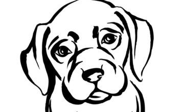 The Most Common Pet Questions We Hear dog