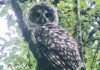 spotted owl, forest, wildlife