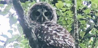 spotted owl, forest, wildlife
