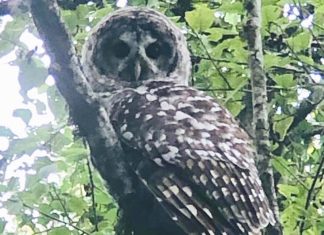 The Elusive Spotted Owl in Tigard spotted owl, forest, wildlife