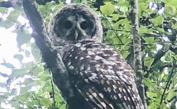 The Elusive Spotted Owl in Tigard spotted owl, forest, wildlife