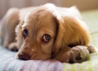 The Most Common Pet Questions We Hear – Part 2 pets, pet help