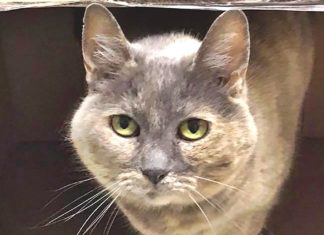 Sammi the Clinic Cat Provides Arthritis Advice tigard animal hospital, arthritis