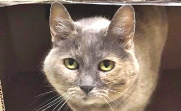 Sammi the Clinic Cat Provides Arthritis Advice tigard animal hospital, arthritis
