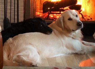 Keep Your Pets Safe this Holiday Season