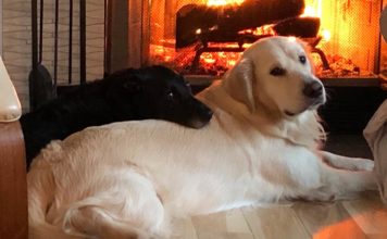 Keep Your Pets Safe this Holiday Season