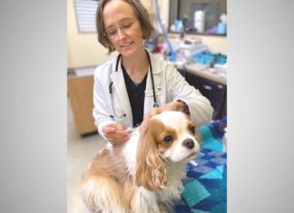 Acupuncture for Pets Tigard Animal Hospital
