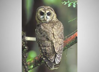 The Elusive Spotted Owl in Tigard: Update Spotted Owl