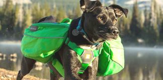 Pet Talk: Holiday Gift Giving Ideas for Your Pets