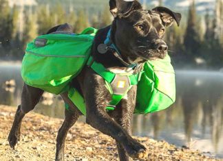 Pet Talk: Holiday Gift Giving Ideas for Your Pets