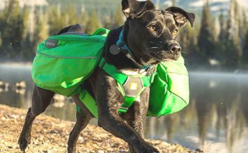 Pet Talk: Holiday Gift Giving Ideas for Your Pets