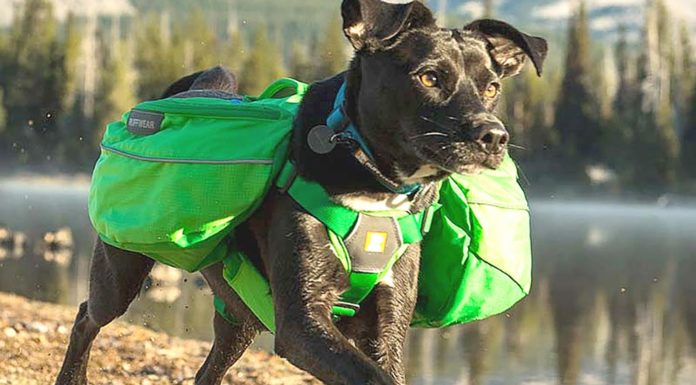 Pet Talk: Holiday Gift Giving Ideas for Your Pets