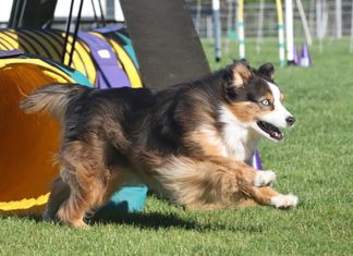 The Active World of Dog Agility