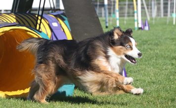 The Active World of Dog Agility
