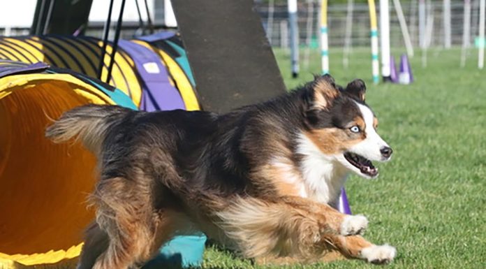 The Active World of Dog Agility