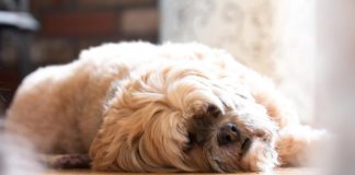 FDA Investigates Possible Link Between Certain Pet Foods and Heart Disease in Dogs