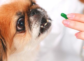 Tips and Tricks for Medicating Your Pet