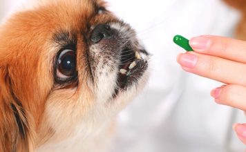 Tips and Tricks for Medicating Your Pet