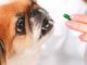 Tips and Tricks for Medicating Your Pet