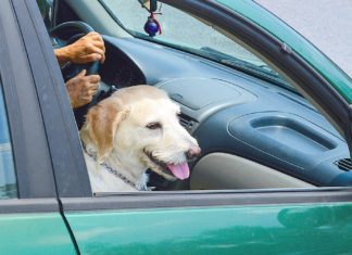 COVID-19 and Your Pet