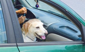 COVID-19 and Your Pet