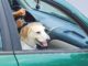 COVID-19 and Your Pet