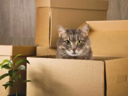 Moving to a New Home with Pets