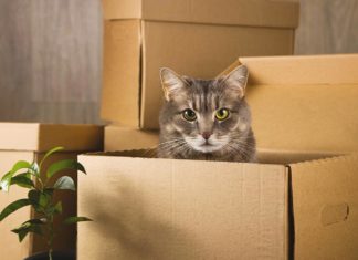 Moving to a New Home with Pets